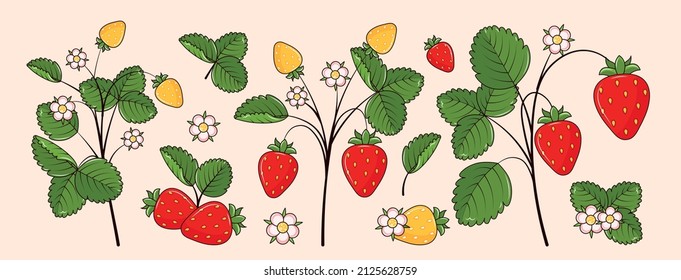 Wild strawberries isolated illustration set. Strawberries. Forest berries. Strawberries flowers and green leaves. Modern hand-drawn vector illustration clip art collection for web, print design