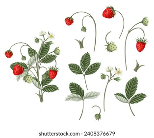 Wild strawberries and leaves isolated. Vector