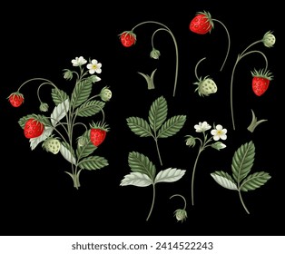 Wild strawberries and leaves isolated. Vector