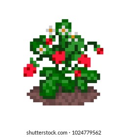 Wild strawberries on a bush growing in a bed, pixel art icon. Old school 8 bit illustration isolated on white background. Gardening symbol. Eco fruit emblem. Retro 80s,90s video game object design.