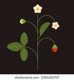 Wild strawberry with berries and flowers vector illustration isolated.
