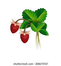 Wild strawberry berries and leafs
