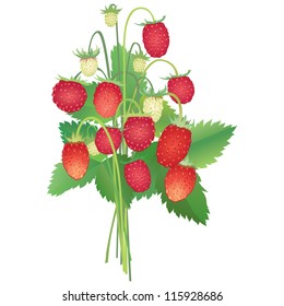 wild strawberry bouquet