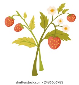 Rama de fresa silvestre. Planta de fruta del bosque con bayas maduras frescas, flor y hoja florecientes. Dibujo botánico de Fragaria. Ilustración vectorial plana dibujada a mano aislada sobre fondo blanco