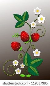 wild strawberry bunch vector illustration.
