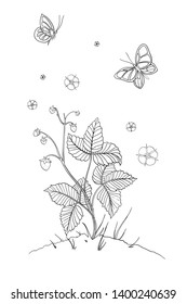 Wild strawberry and butterflies. Black and white vector illustration for coloring book