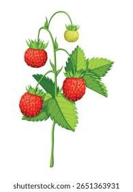 Wild strawberry in cartoon style. Vector illustration of ripe and unripe strawberry stalk with green leaves isolated on white background. Useful forest berries. Vitamin snacks. Healthy nutrition.