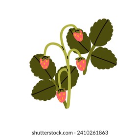 Wild strawberry, forest red berries growing on stem with leaf. Ripe fruits and leaves on woods plant. Fresh healthy summer food. Botanical flat vector illustration isolated on white background