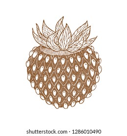 Wild strawberry with leaves. Tangle pattern for adult coloring book anti stress and printable drawing prompts for creativity. Vintage. Brown and white sketch. Line art. White background. Line art.