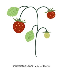 Wild strawberry on white background