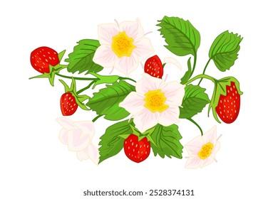 Morango selvagem sobre fundo branco. Bagas, folhas e flores de morango selvagem. Arbusto de morango vermelho com folhas e bagas florescem. Planta de baga em crescimento. Design para etiqueta de chá. Ilustração vetorial