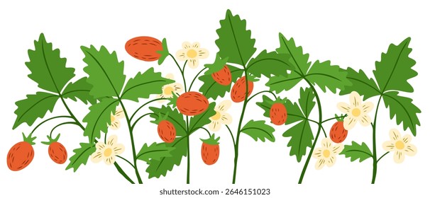 Wild strawberry plants with green leaves, white flowers, and ripe red berries in a seamless botanical composition. Concept of natural growth, organic food, and summer garden harvest