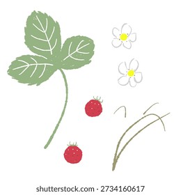 Wild Strawberry Stems and Parts Vector