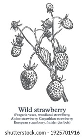 Wild strawberry. Vector hand drawn plant. Vintage medicinal plant sketch.