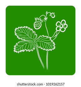 Wild strawberry vector icon. White plant on green background