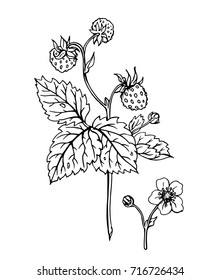 Wild strawberry, vector outline illustration on a white background, floral print for labels, packaging and other projects.