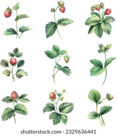 wild strawberry.Watercolor set of herbs. Hand drawn illustration isolated on white background