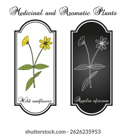 Girassol selvagem, ou planta de hemorragia (Aspilia africana), planta medicinal. Ilustração vetorial botânica desenhada à mão