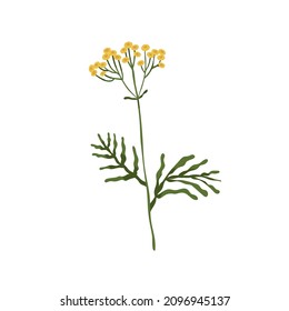 Wild tansy flower. Golden buttons plant. Botanical drawing of cow bitter wildflower. Blooming floral herb with stem. Tanacetum vulgare. Colored flat vector illustration isolated on white background
