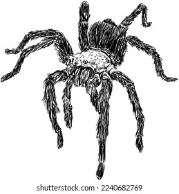 Wild Tarantula Spider Drawing Illustration