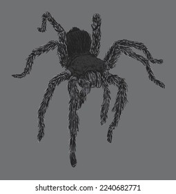 Wild Tarantula Spider Drawing Illustration