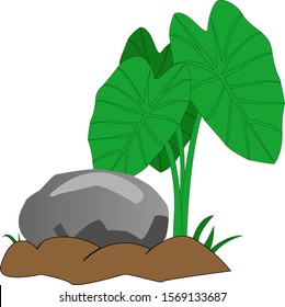 wild taro trees by the river