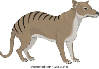 Wild Tasmanian Wolf Vector Illustration