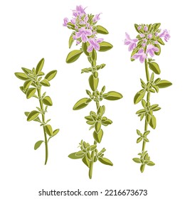 wild thyme, Thymus serpyllum, vector drawing plant isolated at white background , hand drawn botanical illustration