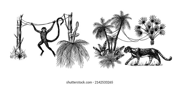 Wild tiger and exotic plants. Toucan bird and monkey. Banana and agave and succulent. Tropical trees. Eastern landscape. Exotic nature. Linear Jungle. Hand drawn sketch in vintage style.