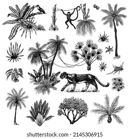 Wild tiger and exotic plants. Toucan bird and monkey. Banana and agave and succulent. Tropical trees. Eastern landscape. Exotic nature. Linear Jungle. Hand drawn sketch in vintage style.