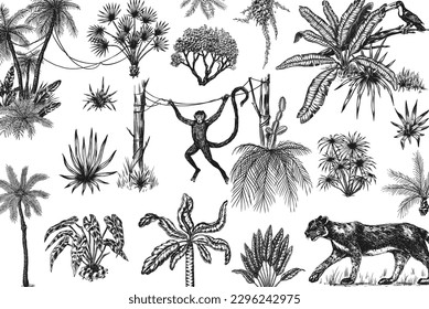 Wild tiger and exotic plants. Toucan bird and monkey. Banana and agave and succulent. Tropical trees. Eastern landscape. Exotic nature. Linear Jungle. Hand drawn sketch in vintage style.