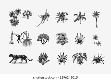 Wild tiger and exotic plants. Toucan bird and monkey. Banana and agave and succulent. Tropical trees. Eastern landscape. Exotic nature. Linear Jungle. Hand drawn sketch in vintage style.