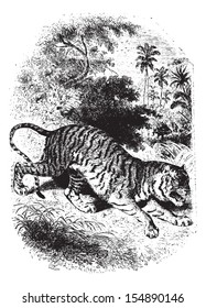 Wild tiger in forest, vintage engraved illustration. Animaux Sauvages et Domestiques - For kids - 1892.