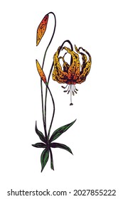 Wild Tiger Lily flower (Lilium columbianum), doodle colorful drawing, woodcut style