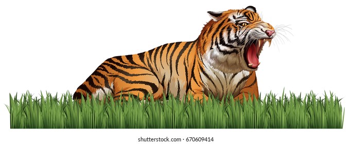 Wild tiger roars in the field illustration