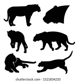 wild tiger silhouette set - black and white vector outlines of lying,standing,walking and jumping big cat