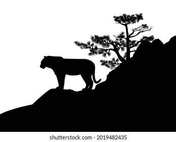wild tiger standing on pine tree covered rock cliff - black and white vector silhouette scene