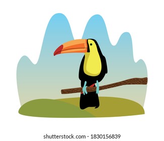 wild toucan exotic bird animal vector illustration design