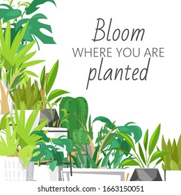 Wild tropical house plants vector illustration, home garden decor. Print design with terrarium and lettering, bloom where you are planted. Monstera, cacti and succulent leaves and plants.