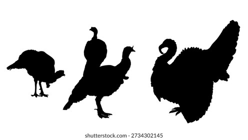 Wild turkey family flock vector silhouette illustration isolated on background. Meleagris gallopavo. Male and female turkey bird symbol. Shape turkey shadow. Farm birds village symbol.