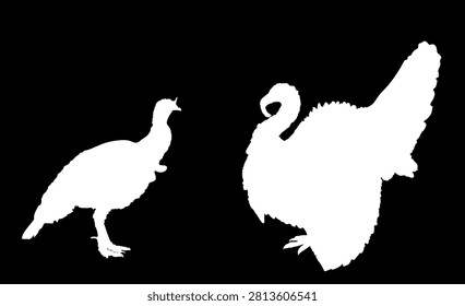 Wild turkey family flock vector silhouette illustration isolated on background. Meleagris gallopavo. Male and female turkey bird symbol. Shape turkey shadow. Farm birds village symbol.