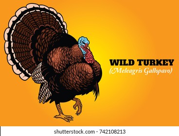 wild turkey in hand drawing style