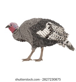 Wild turkey hen standing side view isolated on white background, female domestic or wild Meleagris gallopavo with patterned brown plumage crouching forward, detailed flat vector poultry design asset