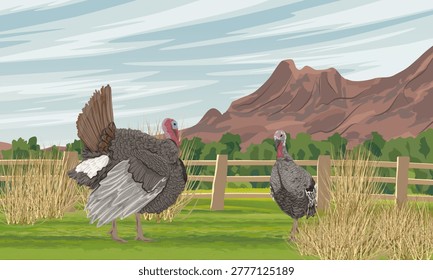 Wild turkey pair in farm landscape vector illustration. Male and female turkeys on green grass near wooden fence and mountains. Meleagris gallopavo birds for thanksgiving or agriculture design