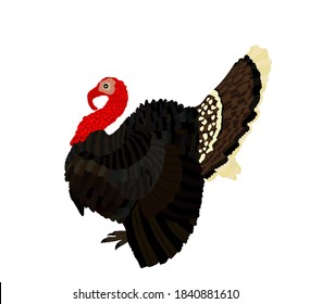 Wild turkey vector illustration isolated on white background. Meleagris gallopavo. Male turkey bird symbol.