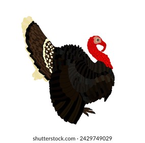 Wilde Truthahn Vektor-Illustration isoliert auf weißem Hintergrund. Meleagris gallopavo. Männliches Truthahnvogel-Symbol.