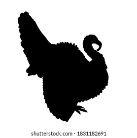 Wild turkey vector silhouette illustration isolated on white background. Meleagris gallopavo. Male turkey bird symbol. Shape turkey shadow.