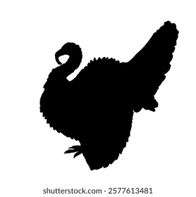 Wild turkey vector silhouette illustration isolated on white background. Meleagris gallopavo. Male turkey bird symbol. Shape turkey shadow.