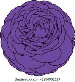 Ilustración de vectores aislados de rosas violetas salvajes 