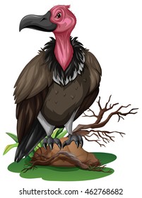 Wild vulture on the rock illustration